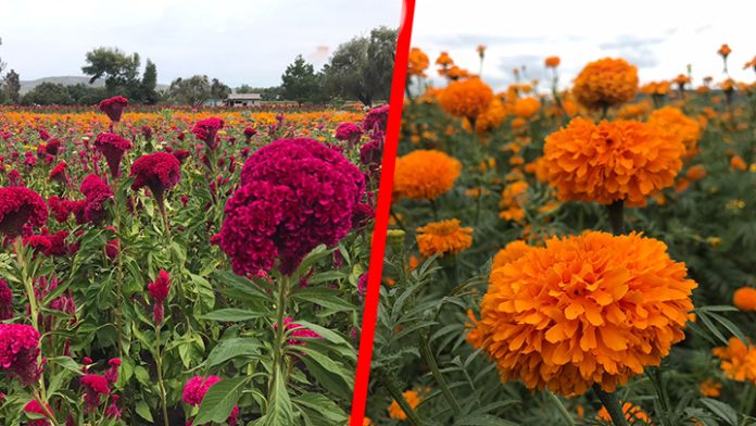 Los campos michoacanos se pintan de colores con la flor de Cempasúchil