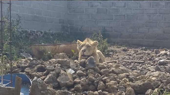 Buscaban a albañil desaparecido y encuentran un león desnutrido