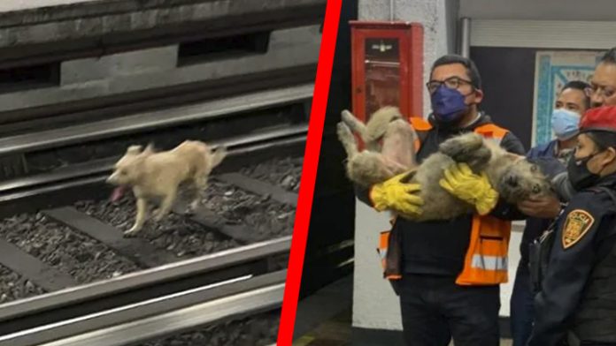 Perrito descontrola la Línea 2 del Metro por maniobras para rescatarlo