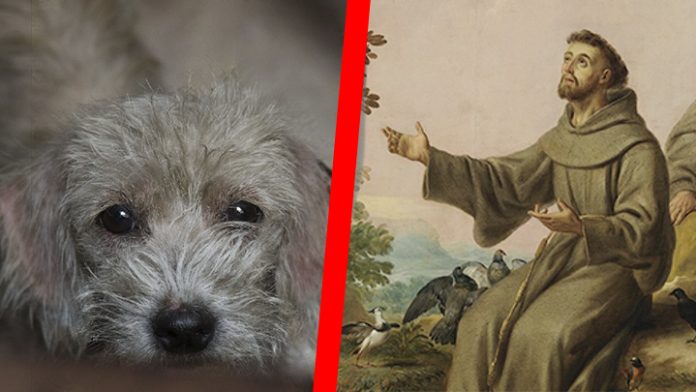 La relación tiene San Francisco de Asís con el Día Mundial de los Animales