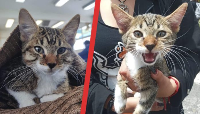 Torturan hasta la muerte a gatito, estudiantes exigen justicia