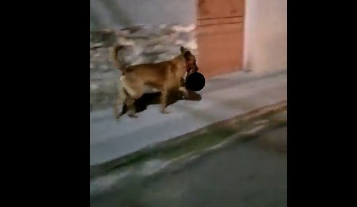 VIDEO: Difunden imágenes de un perro caminando con una cabeza humana en el hocico
