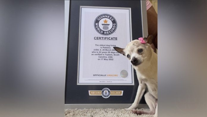 Muere Pebbles, la perra más vieja del mundo