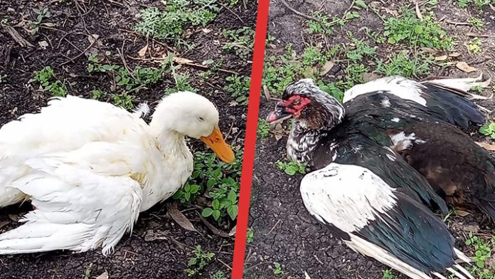 ¡Crueldad animal! Sin resolver el caso de patitos atropellados en Morelia