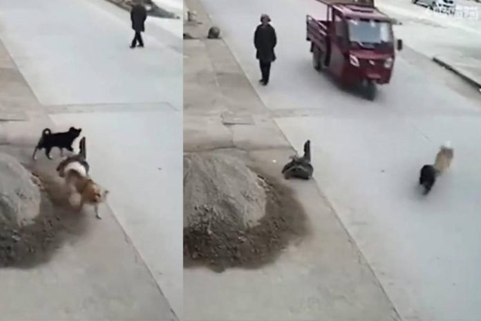 VIDEO: Perrito salva a su amigo de ser atropellado por un vehículo en la calle