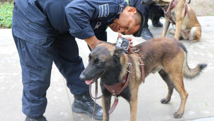 Muere Laika, perrita rescatista