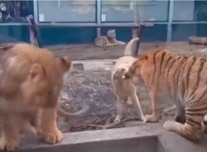 Video viral: Perrito muerde a tigre en zoológico