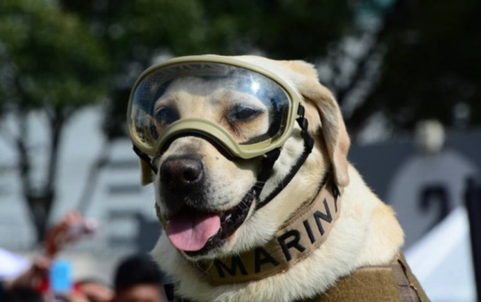 Muere Frida, la perrita rescatista de la Marina