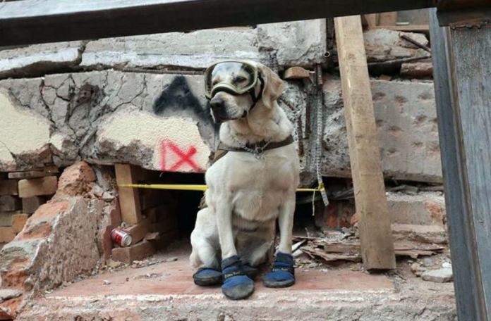 Frida la perrita rescatista, será homenajeada en desfile de la Revolución en CDMX