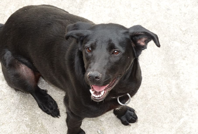 Captan a perro con brazo humano en su hocico en Oaxaca 