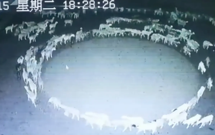 Captan a decenas de ovejas caminan misteriosamente en círculos en China