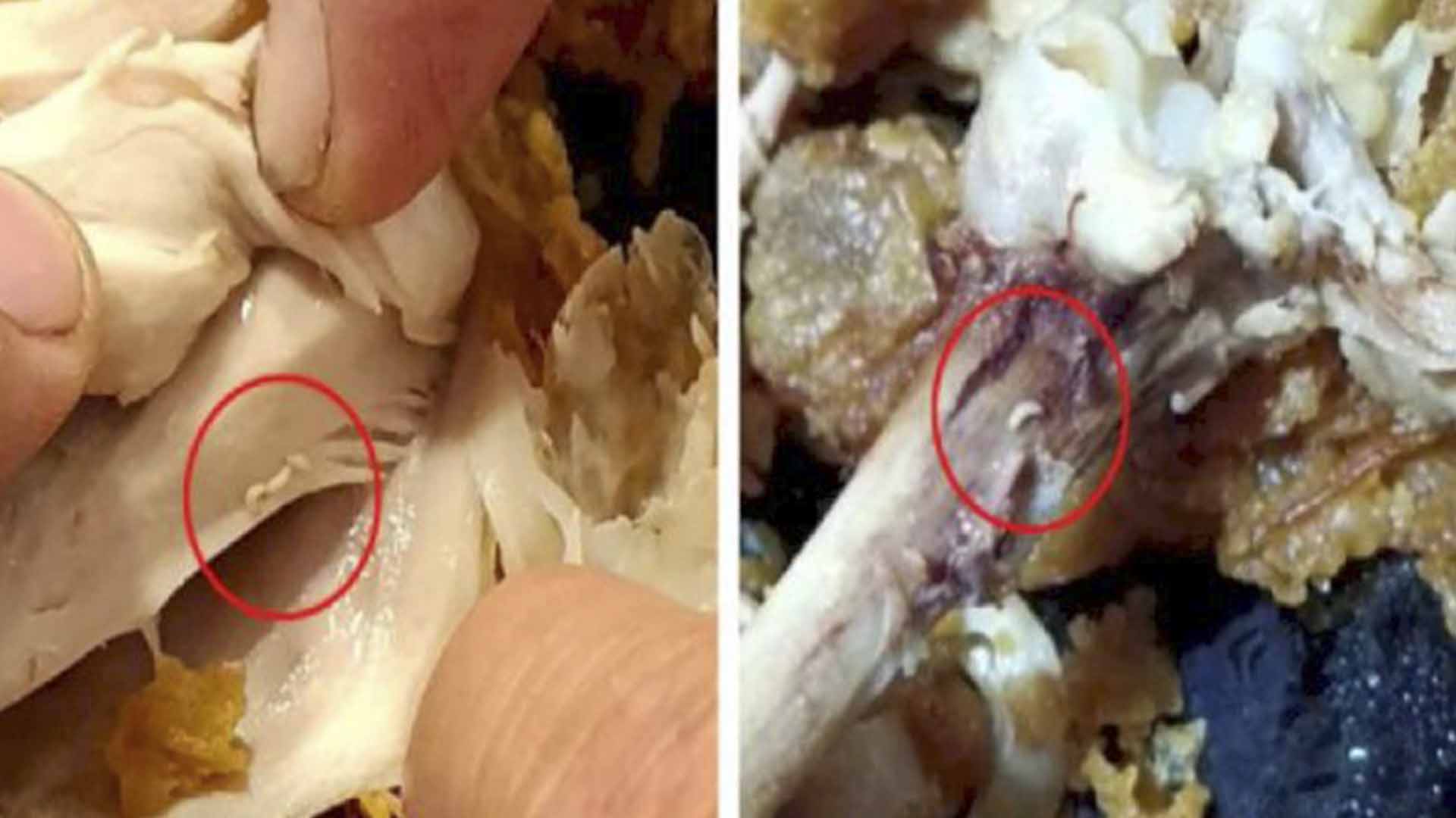 Encuentran larvas vivas en pollo KFC Encuentran larvas vivas en pollo KFC
