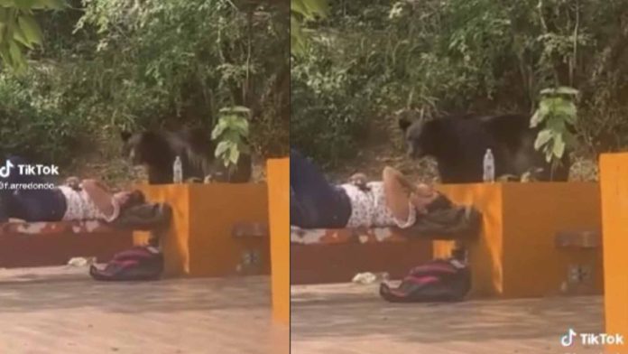 Joven se hace la dormida para no ser atacada por un oso en su escuela 