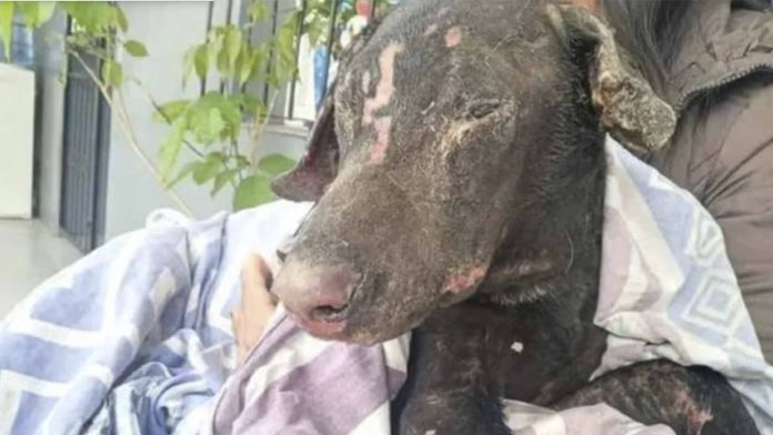 Mujer le prende fuego a perrito para vengarse de su expareja