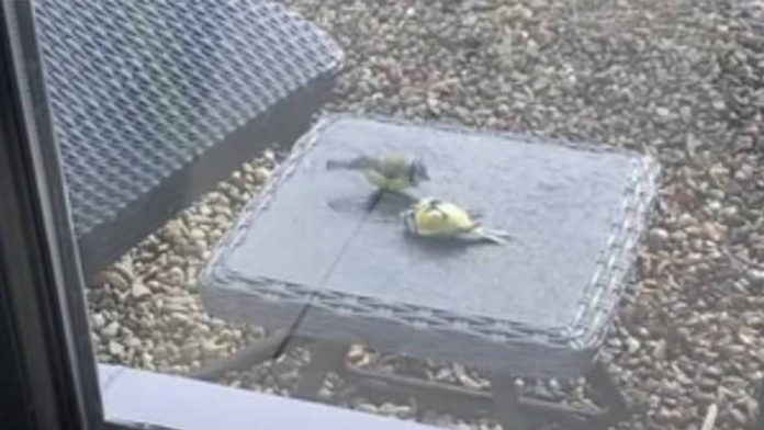 Pájaro revive a su amigo con picotazos