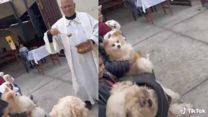 Perrito sufre extraño ‘exorcismo’ al ser rociado con agua bendita