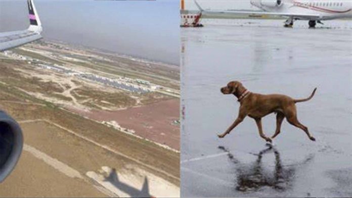 Perritos impiden aterrizaje en el AIFA