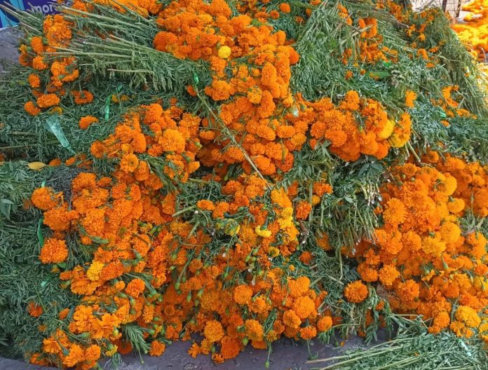 Vendedores reportan ventas bajas en flor de Cempasúchil tras Día de Muertos