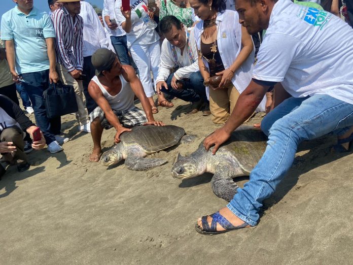 Ya empezó la liberación de tortugas en las playas de Michoacán