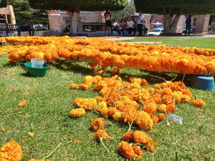 Transforman flores de cempasúchil composta e insecticida