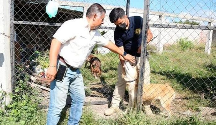 Vinculan a proceso a dos mujeres por maltratar a 11 perritos