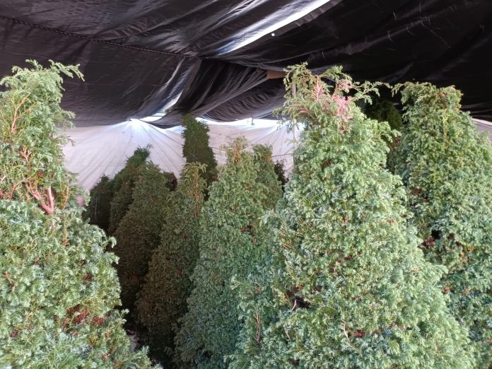 Pinos naturales para fiestas navideñas pueden ser reeplantados en tu hogar