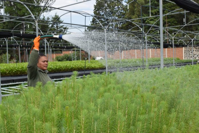 Se trabaja en proyecto para mayor producción de árboles forestales en Michoacán