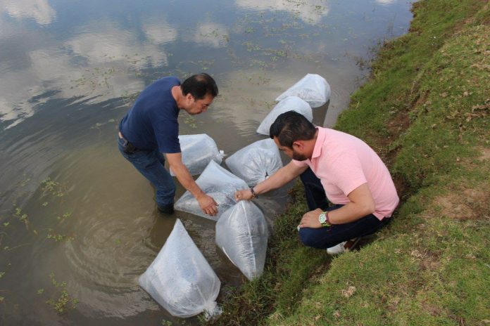 Gobierno Municipal siembra más de 76 mil alevines en zona rural de Morelia
