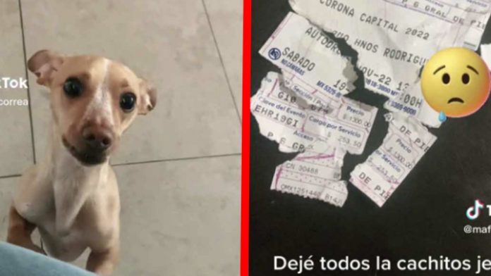 Perrito rompe boleto de su dueña para el Corona Capital
