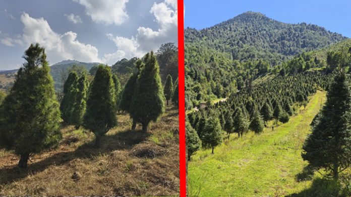 Ya está en marcha la venta de árboles de Navidad en Michoacán