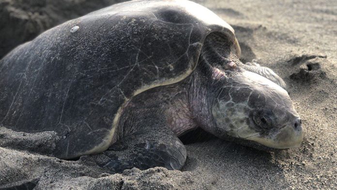 Más de un millón de crías de tortuga marina han sido liberadas en Michoacán