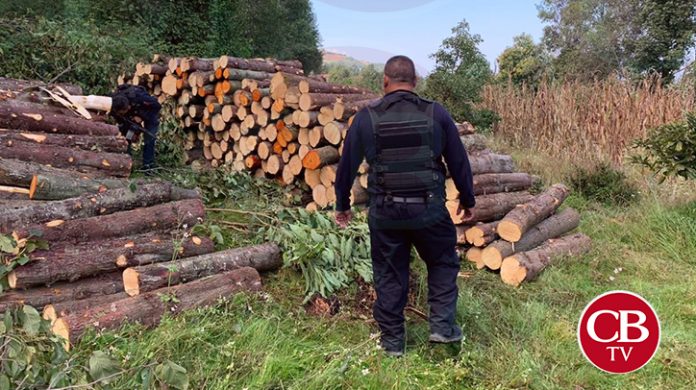 GC asegura madera ilegal en la Zitácuaro-Toluca