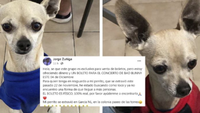 Joven busca su perrito y como recompensa ofrece boleto al concierto Bad Bunny 