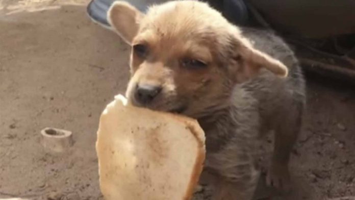 Perrito de la calle le regala su última pieza de pan a hombre que lo rescató