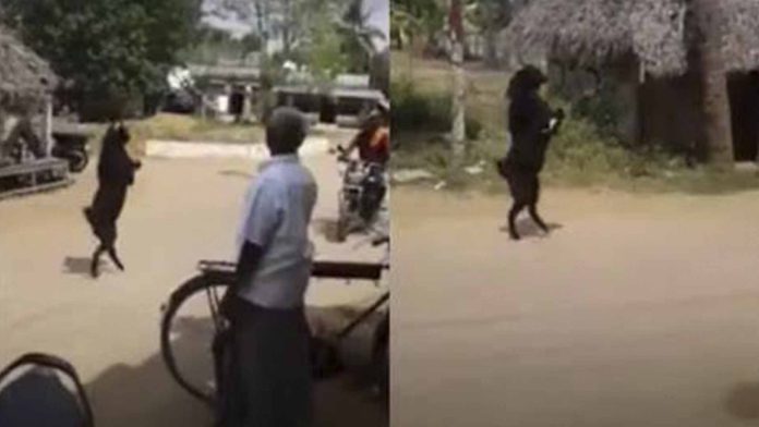 Captan a cabra caminando en dos patas