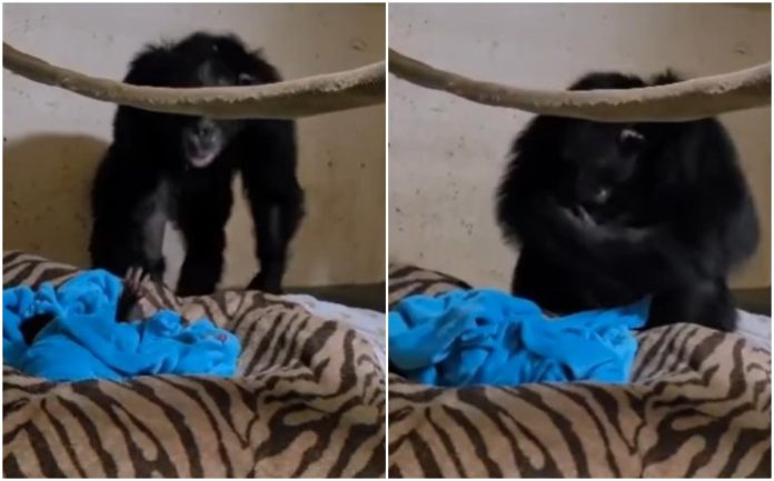 VIDEO: Mamá chimpancé de reúne con su bebé después de estar unos días separados