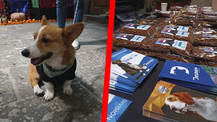 Segundo foro animalista: se reciben de 10 a 15 denuncias diarias por maltrato animal