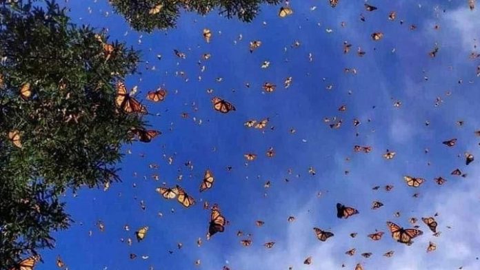 Ya están llegando las mariposas monarca a Michoacán ¿ya las viste?