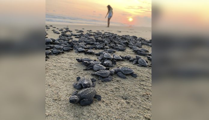 nvita Sectur a pasar el invierno en las playas de Michoacán