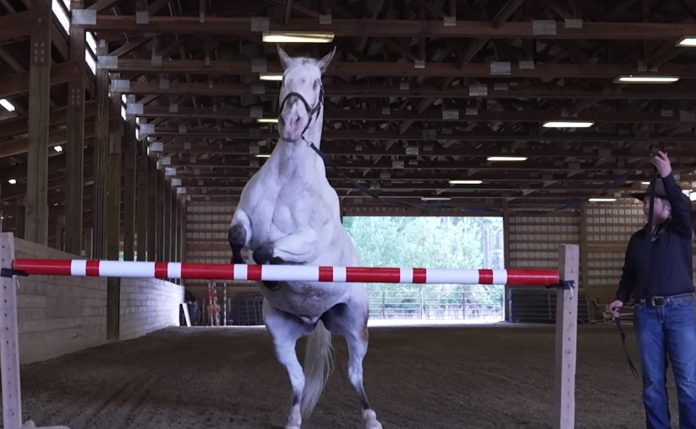 Caballo ciego rompe Récord Guinness 