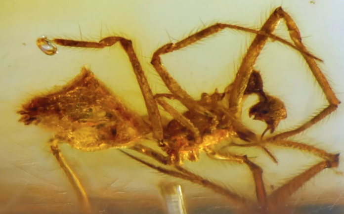 Hallan fósil de araña en ámbar de 23 millones de años