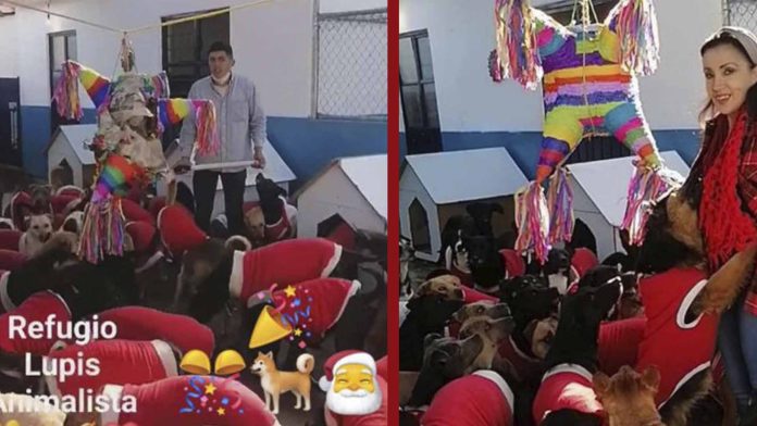 Celebran ‘perriposada’ para los perritos de un refugio