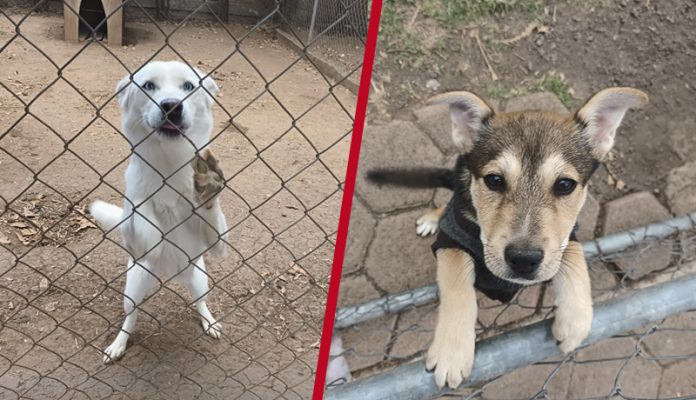 Más de 10 perritos extraviados el pasado 24 de diciembre a causa de la pirotecnia