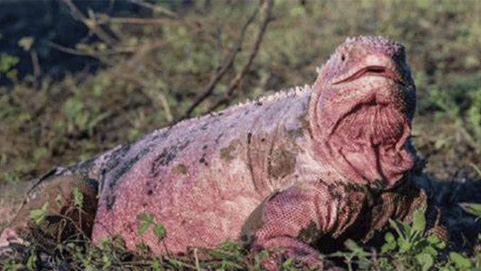 Hallan crías de iguana rosada en las Islas Galápagos; se creía extinta