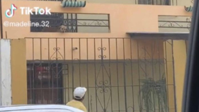 Hombre le regala croquetas todos los días a perrito huérfano