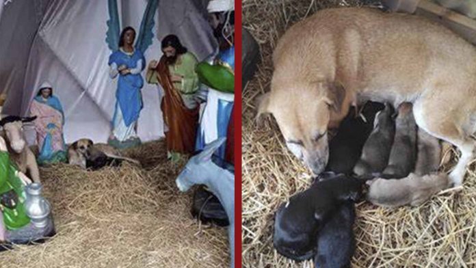 Perrita callejera da a luz a siete cachorros en el pesebre de un ‘nacimiento’
