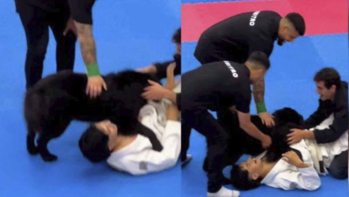 Perrito interfiere en torneo de jiu-jitsu para ‘salvar’ a su dueño
