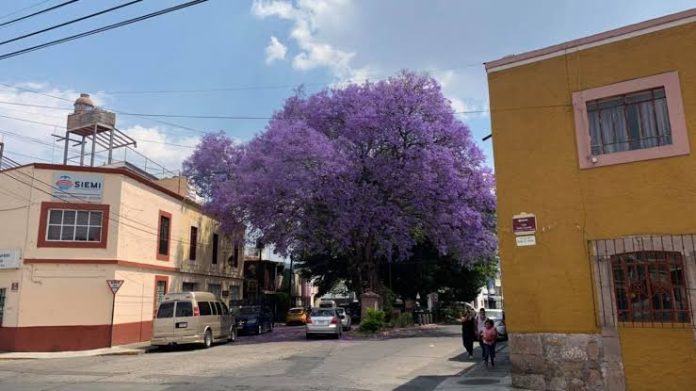 Ayuntamiento plantará 100 mil jacarandas en Morelia
