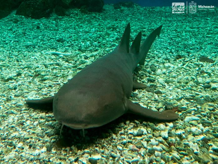 Tiburones gata ya están en Morelia para la apreciación de los ciudadanos
