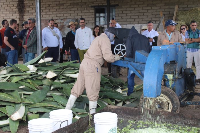 Nuevas alternativas para aprovechar el gabazo del mezcal y reducir los desechos orgánicos
